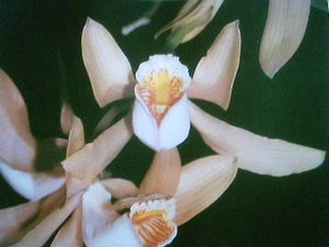 300px-orquidea.jpg