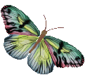 butterfly2.gif